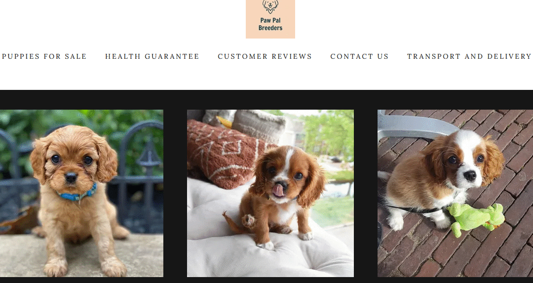 Scam Alert: pawpalbreeders.co.za does not sell Cavalier King Charles Spaniels